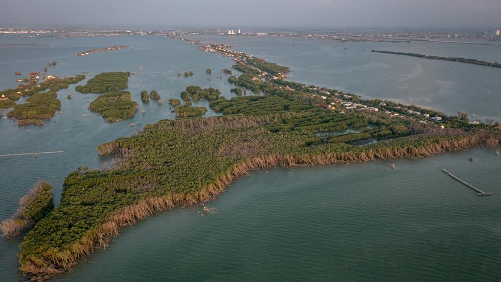 Menyelamatkan Garis Pantai: Indonesia Kehilangan 19 Ribu Hektare Hutan Mangrove Setiap Tahun